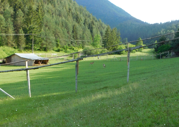 Lesná zver v ohrade - Závažná Poruba Tatry